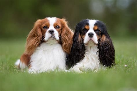 cavalier king charles spaniel and cancer